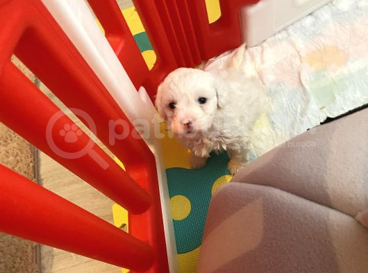 Maltese 0 Numara görsel