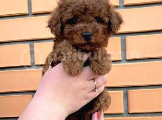 Toy Poodle Yavrular görsel
