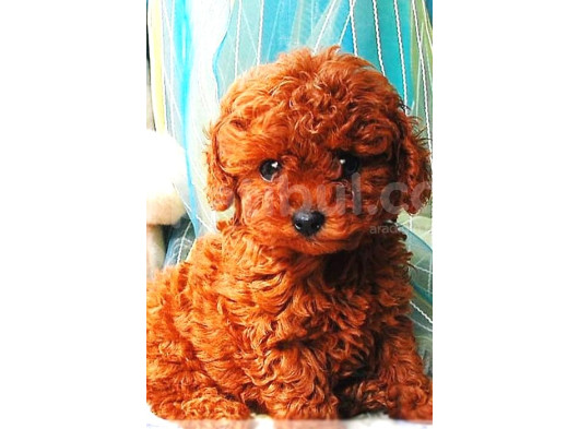 Toy Poodle Yavrular görsel