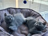 Scottish fold bebek