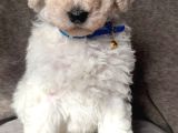 Çok Uygun Rakama Dev Poodle Yavrular
