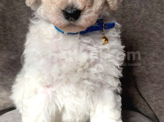 Çok Uygun Rakama Dev Poodle Yavrular görsel