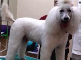 Çok Uygun Rakama Dev Poodle Yavrular