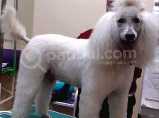 Çok Uygun Rakama Dev Poodle Yavrular görsel