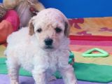 Çok Uygun Rakama Dev Poodle Yavrular