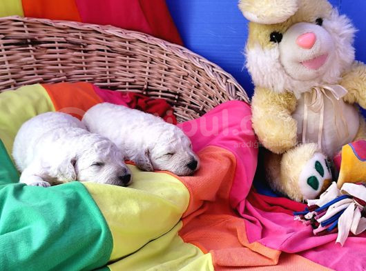 Çok Uygun Rakama Dev Poodle Yavrular görsel