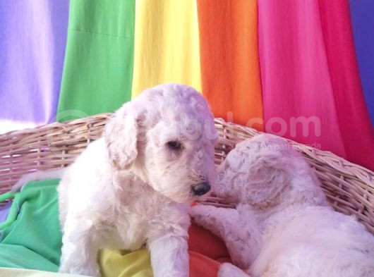 Çok Uygun Rakama Dev Poodle Yavrular görsel