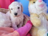ÇOK UYGUN RAKAMA DEV POODLE YAVRULAR