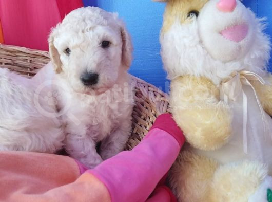 Çok Uygun Rakama Dev Poodle Yavrular