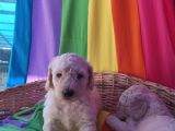 Çok Uygun Rakama Dev Poodle Yavrular