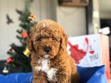 Poodle Bebekleri̇mi̇z Orji̇nal Irk
