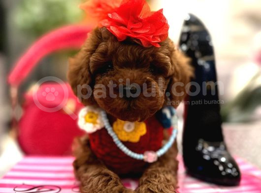 Toy Poodle Yavruları görsel
