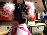 Her Renk Esteti̇kli̇ Dobermanlarss