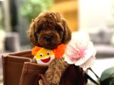 Toy Poodle Yavruları