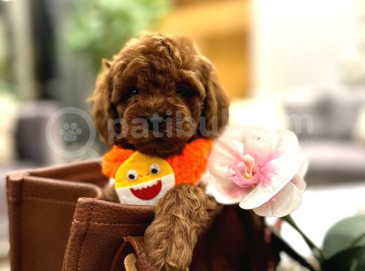 Toy Poodle Yavruları görsel