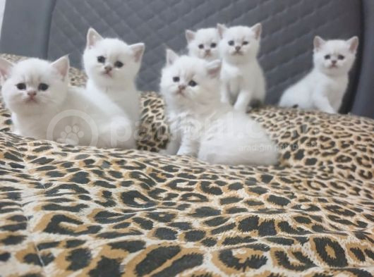 British Shorthair Yavrular Her Yere Gönderilir