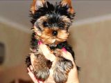 Petmode köpek çiftliğinden tea cup yorkshire terrier