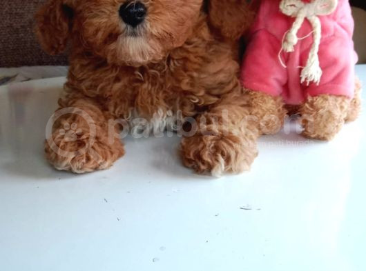 Mini Boy Poodle Lar görsel