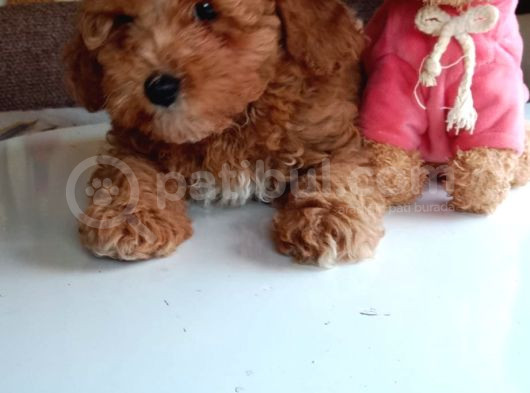 Mini Boy Poodle Lar