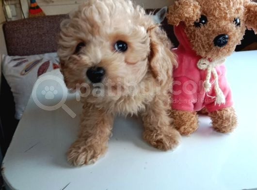 Mini Boy Poodle Lar görsel