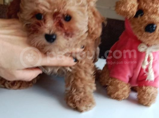 Mini Boy Poodle Lar görsel
