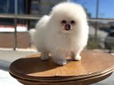 Petmode köpek Çiftliğinde ziyarete açık pomeranian 