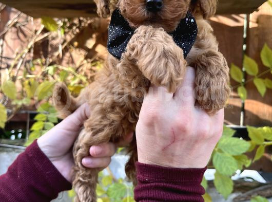Kore Kan Mini Boy Poodle Ped Eğitimli Yavrular görsel