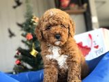 Red Brown Toy Poodle Oyuncak Bebekler