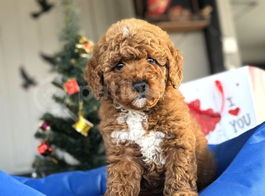 Red Brown Toy Poodle Oyuncak Bebekler