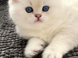 British Shorthair Yavrular Her Yere Gönderilir