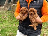 Toypoodle Bebekler Yeni̇ Yilda Si̇zleri̇ Bekli̇yor