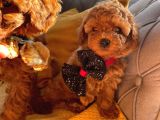 Kore Kan Mini Boy Poodle Ped Eğitimli Yavrular