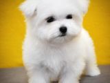 Petmode köpek çiftliğinde ziyarete açık kore kanı maltese