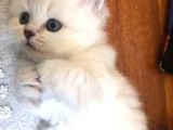 British Shorthair Yavrular Her Yere Gönderilir