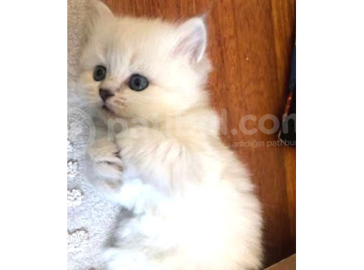 British Shorthair Yavrular Her Yere Gönderilir görsel