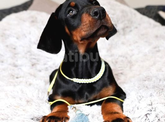 Üst Sekmen Anatomiye Sahip King Doberman Yavrular