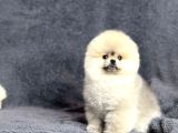 Efsane Üst Düzey Dişi Pomeranian Boo Yavrularımız