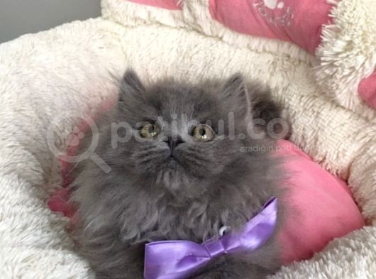 Ayı Suratlı Blue Brıtısh Bebeklerim görsel