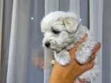 Maltese Terrier Erkek Yavru