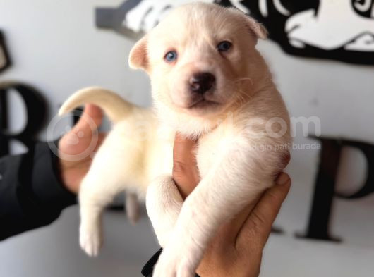 Masmavi Gözleriyle Beyaz Husky Sibirya Kurdu Yavrularımız