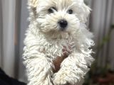 Maltese terrier erkek yavru