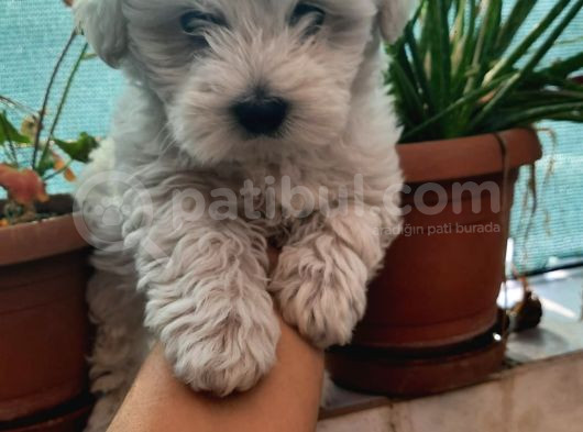 Maltese Terrier Erkek Yavru görsel