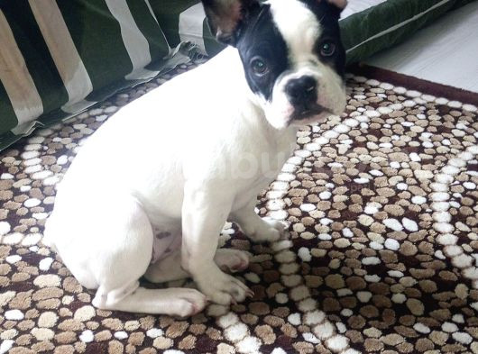 Safkan French Buldog görsel