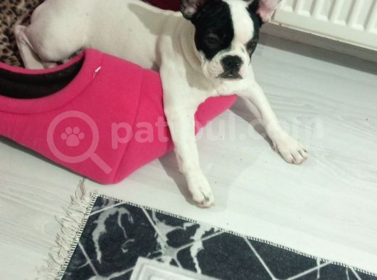 Safkan French Buldog görsel