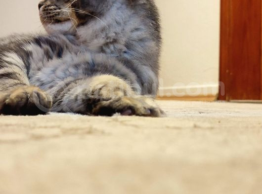 Secereli Xxl Safkan Maine Coon Dişi Noisy görsel