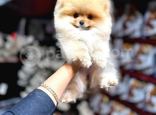 0 Boy Pomerani̇an Yavrular