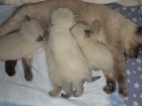 Blue Poind Bebekler Safkan 