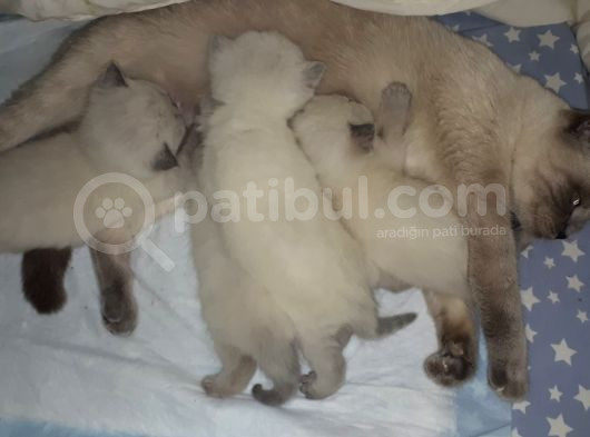 Blue Poind Bebekler Safkan  görsel