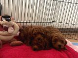 EVDE DOĞUM YAVRU POODLE BEBEKLER