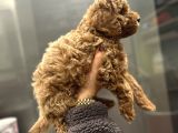 Mikro Poodle Yavrular